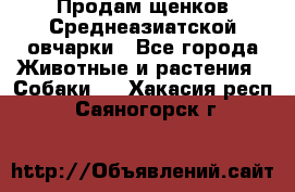 Продам щенков Среднеазиатской овчарки - Все города Животные и растения » Собаки   . Хакасия респ.,Саяногорск г.